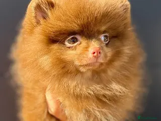 Pomeranian dogs Pomeranian Puppy Choc&Tan girl LAST PUP LEFT💕🐾 - Advert 9