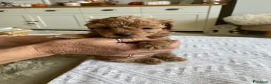 Maltipoo 4