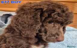 Standard Poodle dogs for sale: KC reg Brown Parti & phantom Standard Poodle pups - Image 24