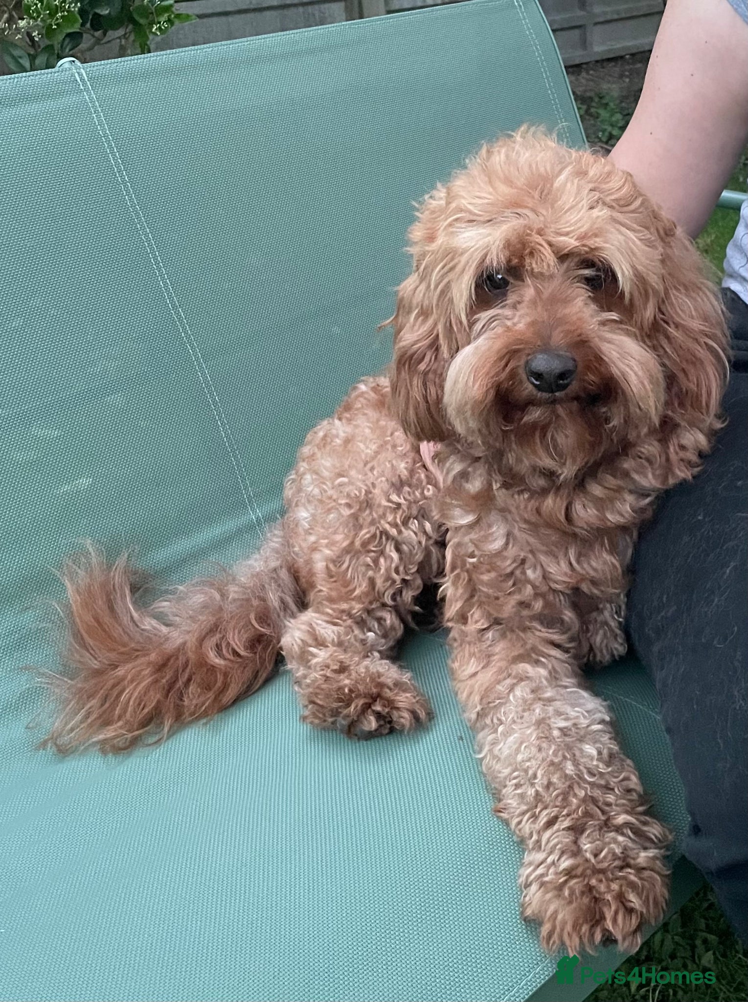 Cavapoo dogs for stud: Stud  - Advert 1