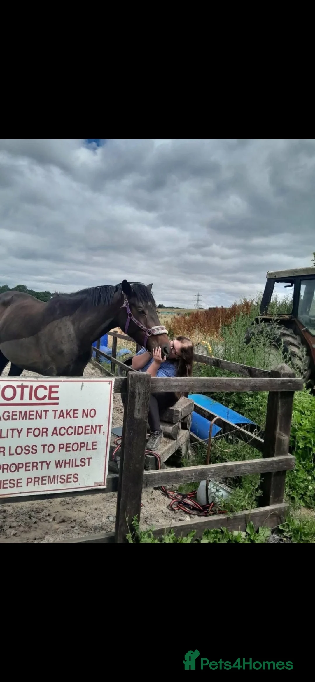 Irish Sports horses for sale: 16.2hh Irish sports horse mare project in Burton-on-Trent - Advert 2