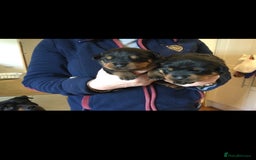 Rottweiler dogs for stud: PROVEN KC REG ROTTWEILER STUD  - Image 6