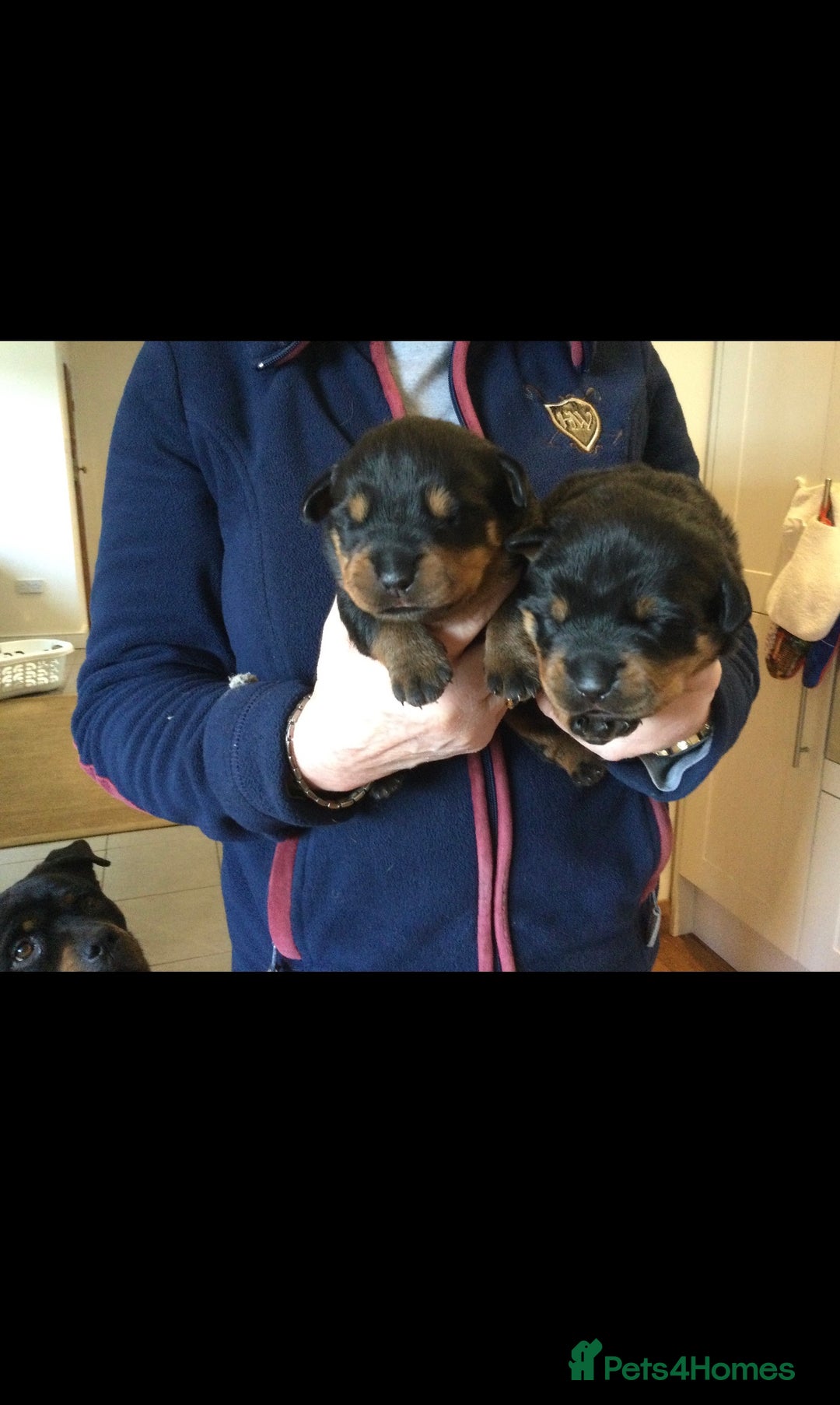 Rottweiler dogs for stud: PROVEN KC REG ROTTWEILER STUD  - Image 6