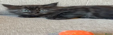 Dark Grey Boy