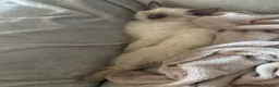 Ragdoll cats for sale: Bluepoint Ragdol female  - Advert 16