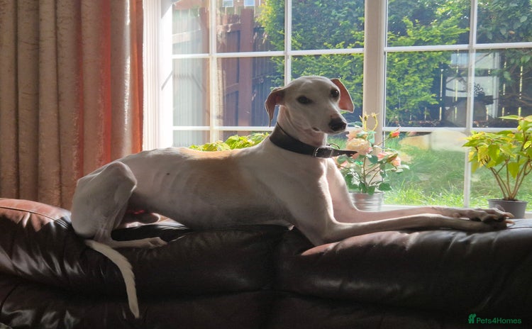 Mixed Breed dogs - Advert 10