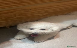 Bichon Frise dogs for sale: gorgeous bichon frise - Image 6