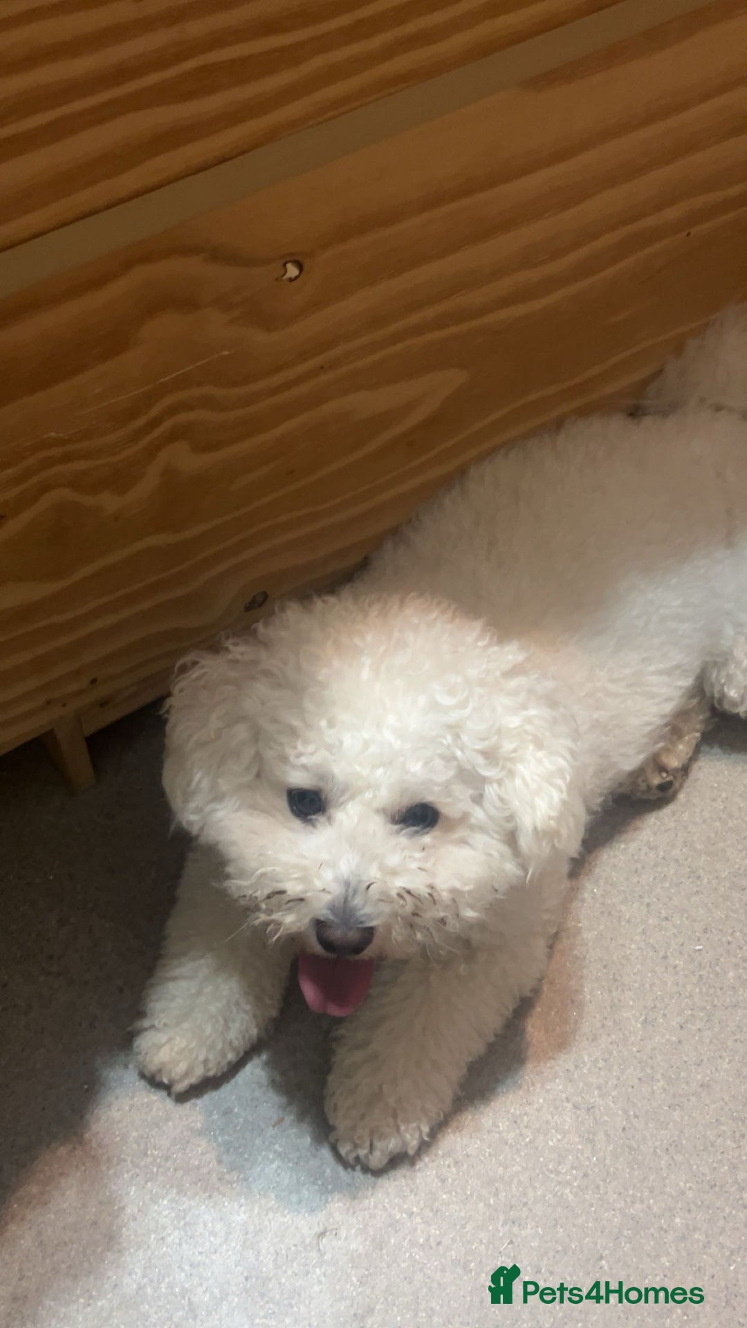 Bichon Frise dogs for sale: gorgeous bichon frise - Image 6