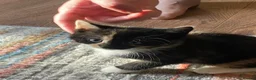 Mixed Breed cats for sale: 6 Adorable Kittens - Advert 12