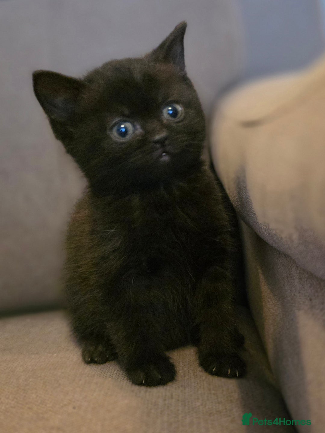 British Shorthair cats for sale: Gorgeous Black Female BSH Cross kitten - Image 4