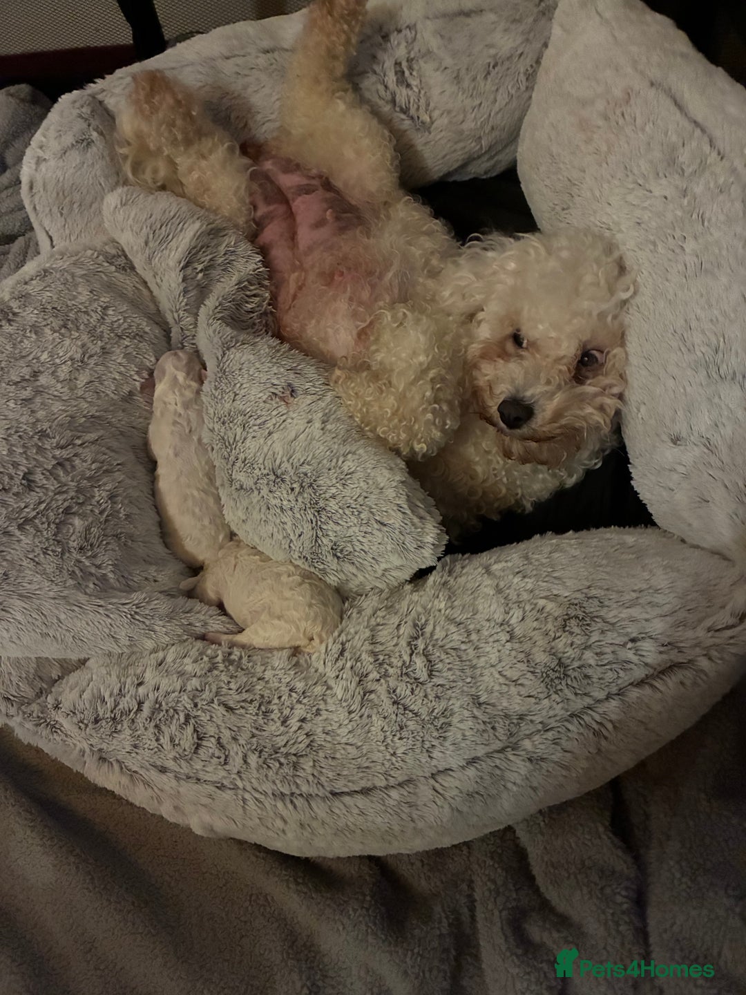 Mixed Breed dogs for sale: Stunning litter of Cavapoochon puppies - Advert 3