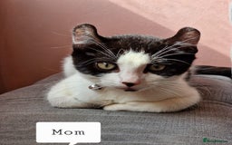 Mixed Breed cats for sale: 4 peculiar kittens with elf ears ❤️ - Image 4