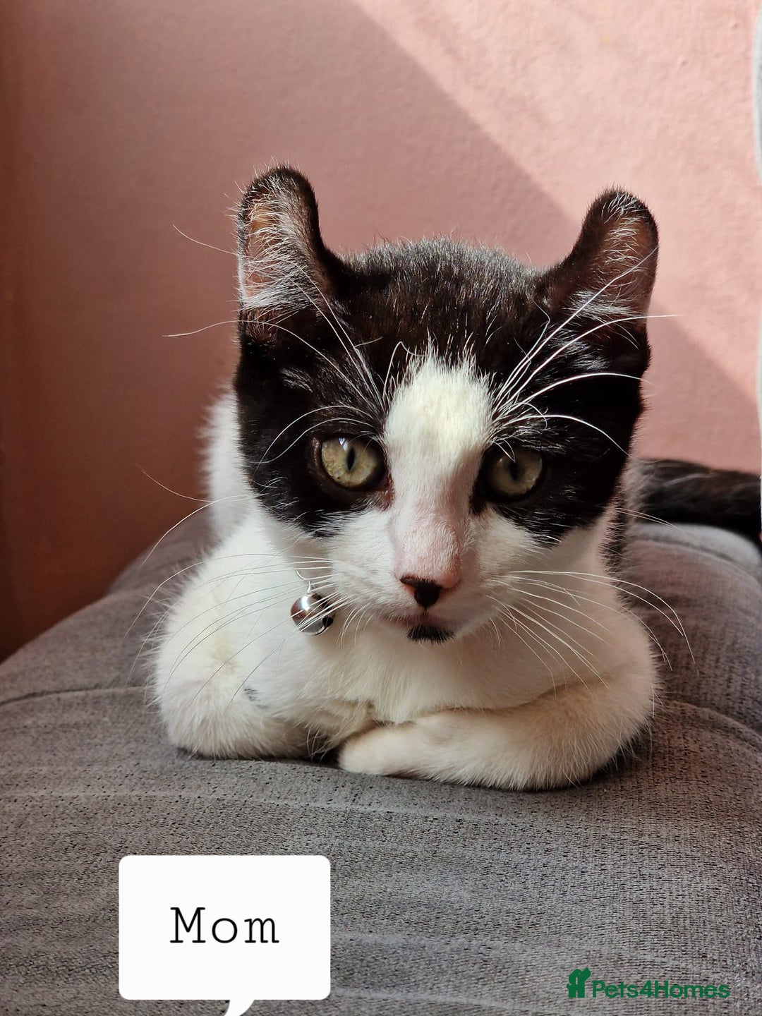 Mixed Breed cats for sale: 4 peculiar kittens with elf ears ❤️ - Image 4