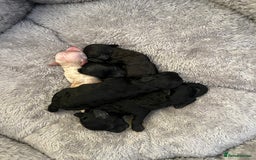 Toy Poodle dogs for sale: Beautiful toy poodle puppies  - Image 1