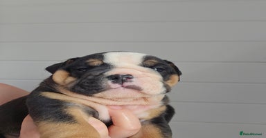 English Bulldog dogs - Advert 3