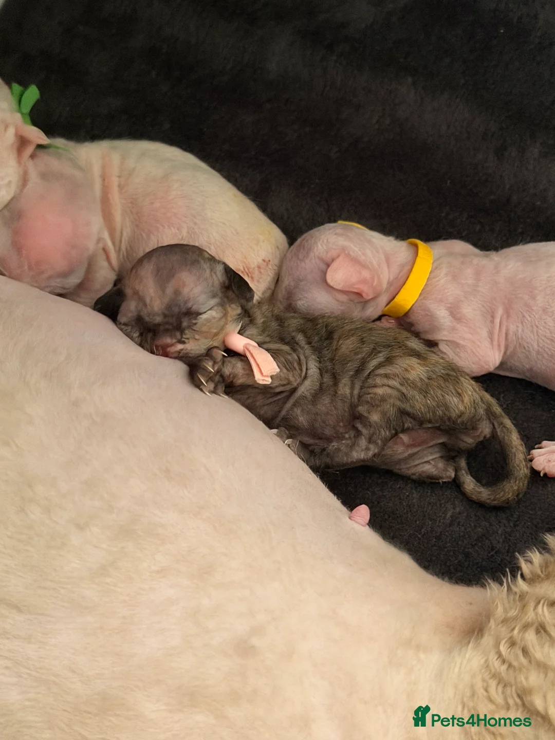 Devon Rex cats for sale: 🐾Adorable Devon Rex Kittens 🐾🌸 - Advert 12