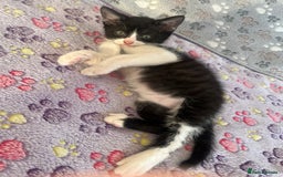 Mixed Breed cats for sale: Mixed breed kittens  - Image 29