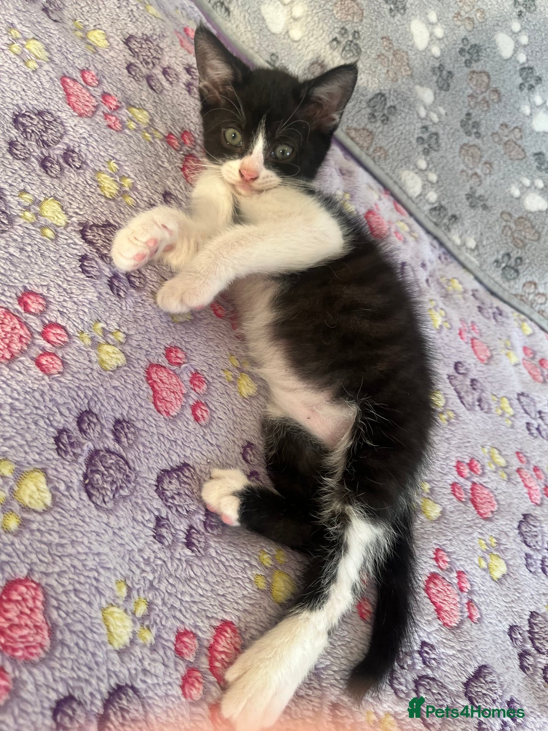 Mixed Breed cats for sale: Mixed breed kittens  - Image 29