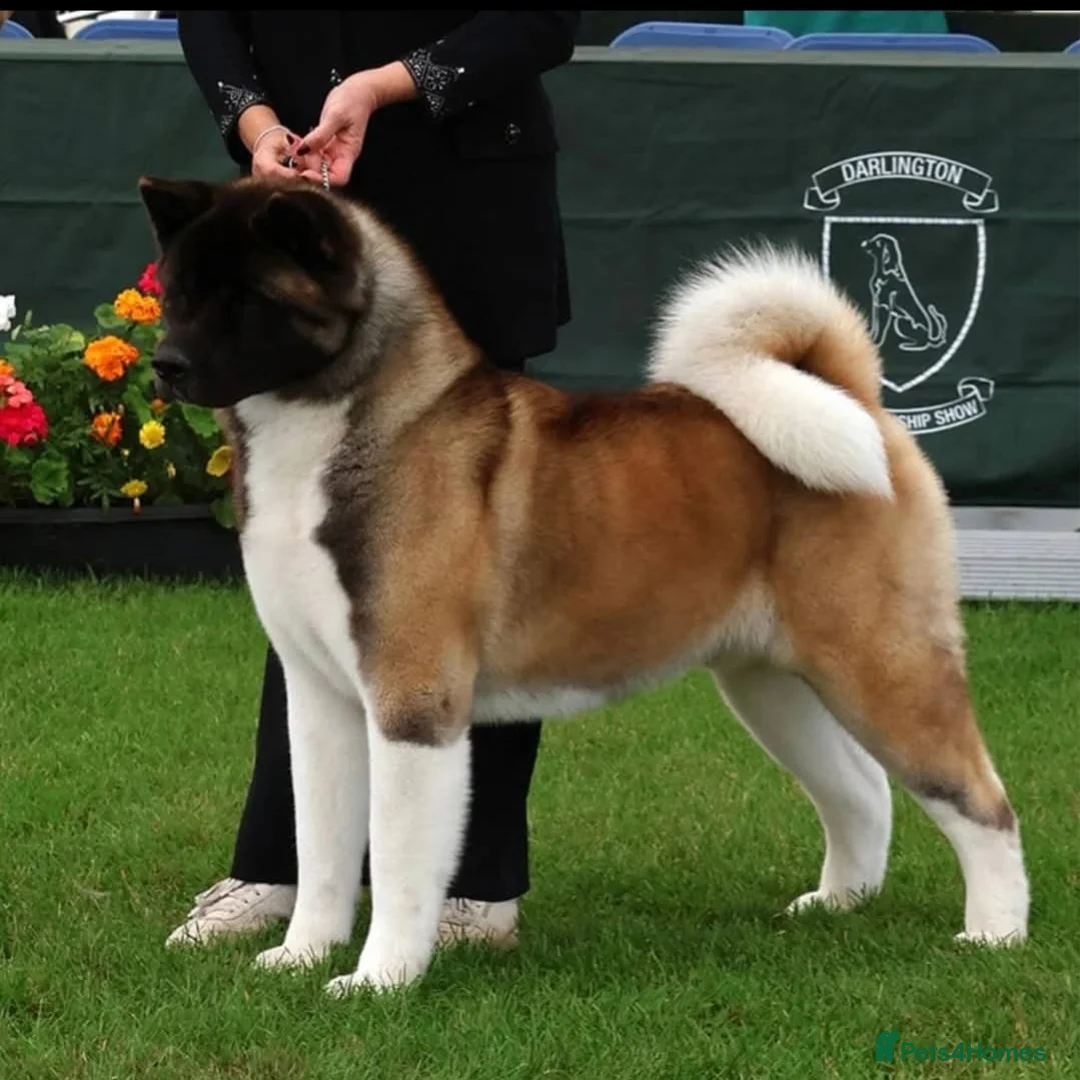 Akita dogs for sale: Beautiful KC registered pups  - Advert 5