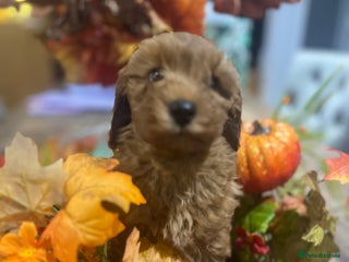 Cavapoo dogs - Advert 33