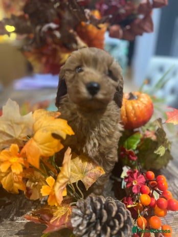 Cavapoo dogs - Advert 2