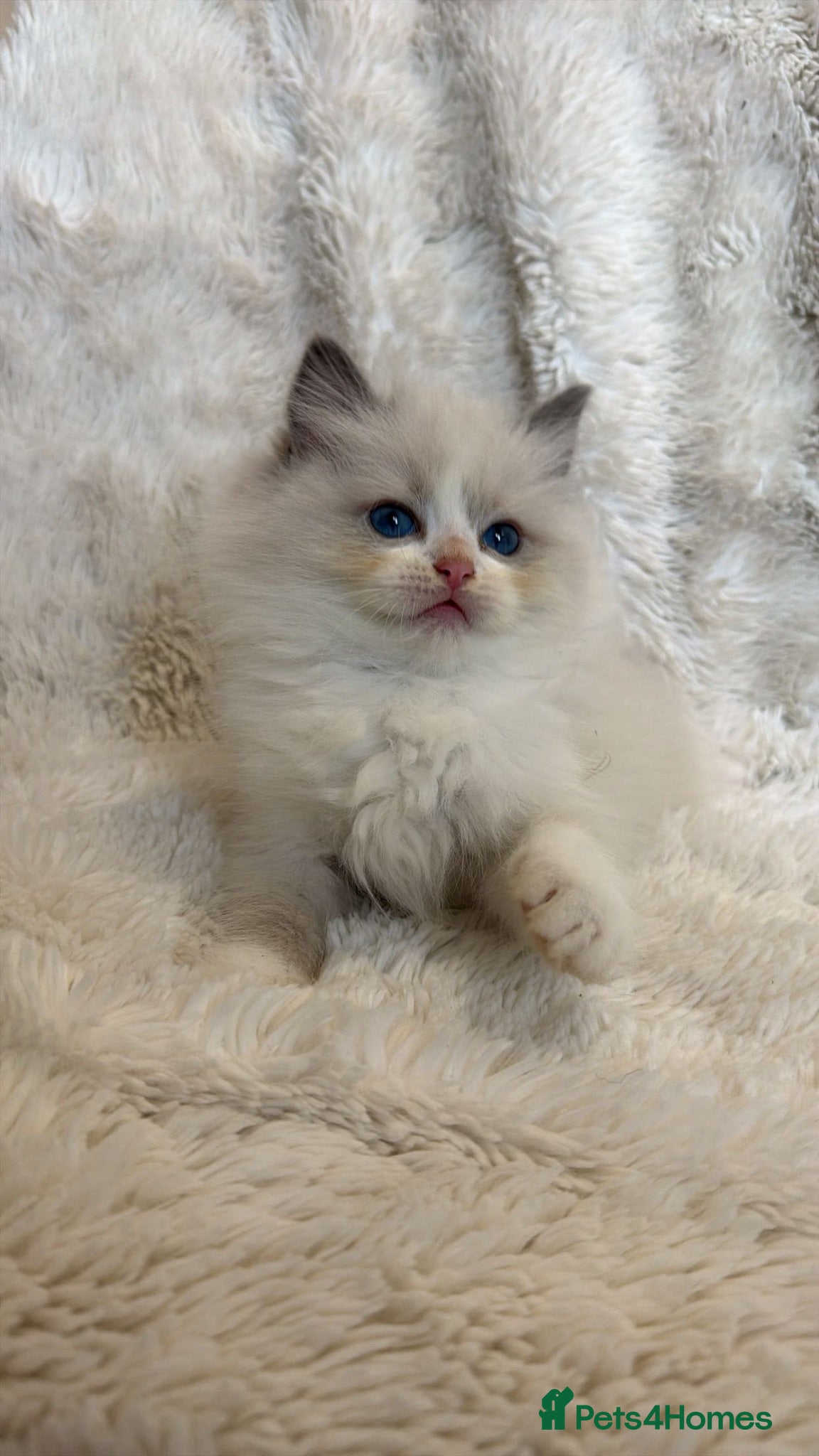 Ragdoll cats Blue Bi colour European Ragdolls 🩵🩵 - Advert 13
