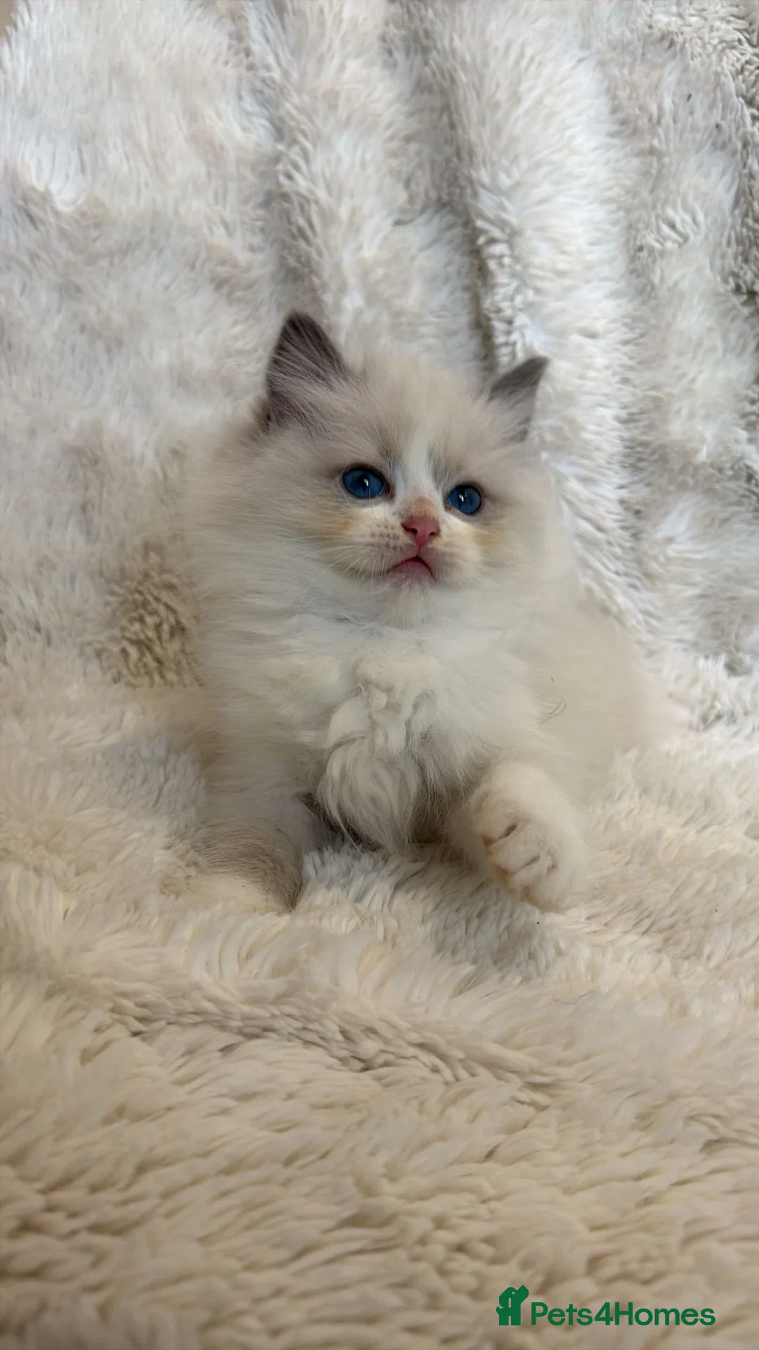 Ragdoll cats for sale: Blue Bi colour European Ragdolls 🩵🩵 - Advert 1