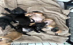 Pug dogs for sale: Last remaining male pug puppy!! Ready to leave now - Image 4