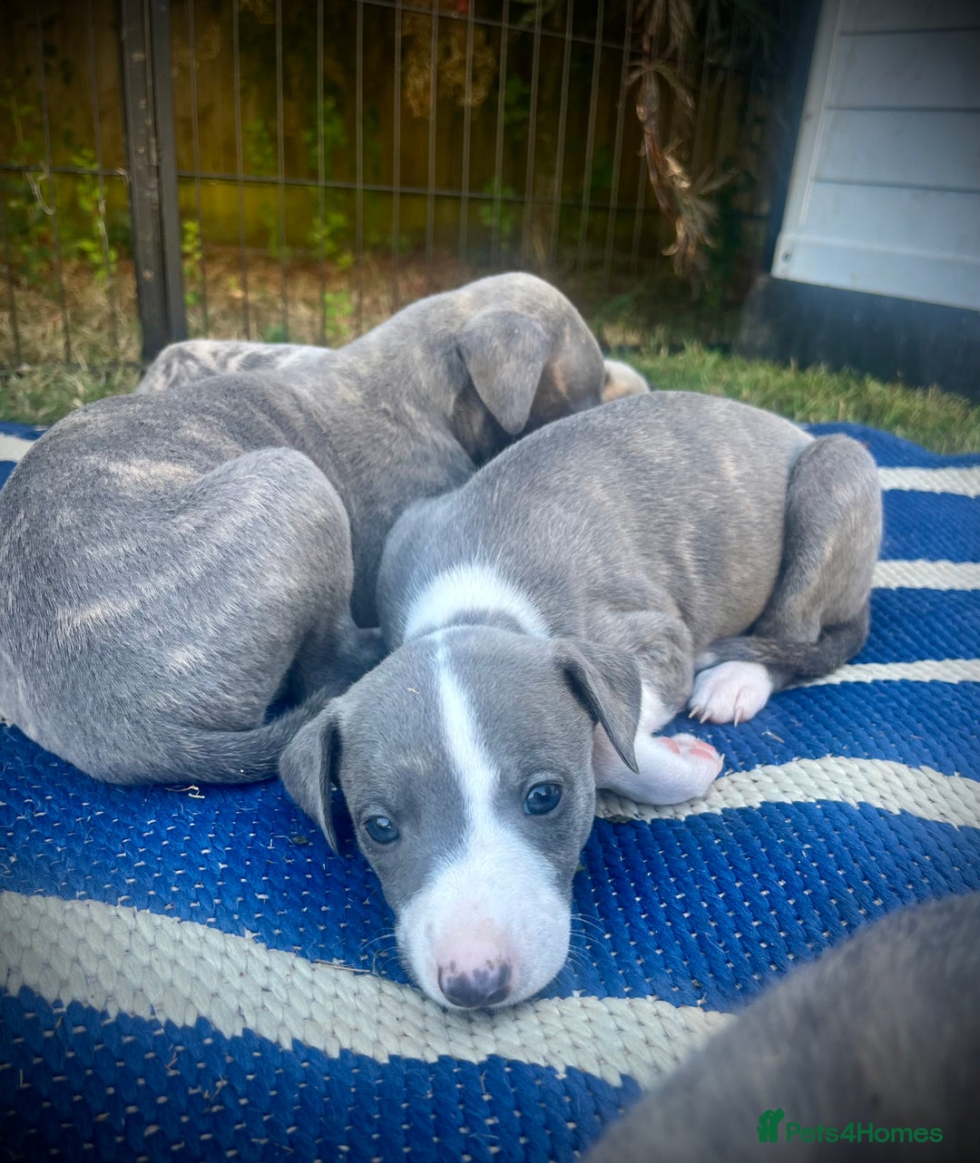 Whippet dogs for sale: Show Quality Blue Brindle KC Registered Whippets - Image 10