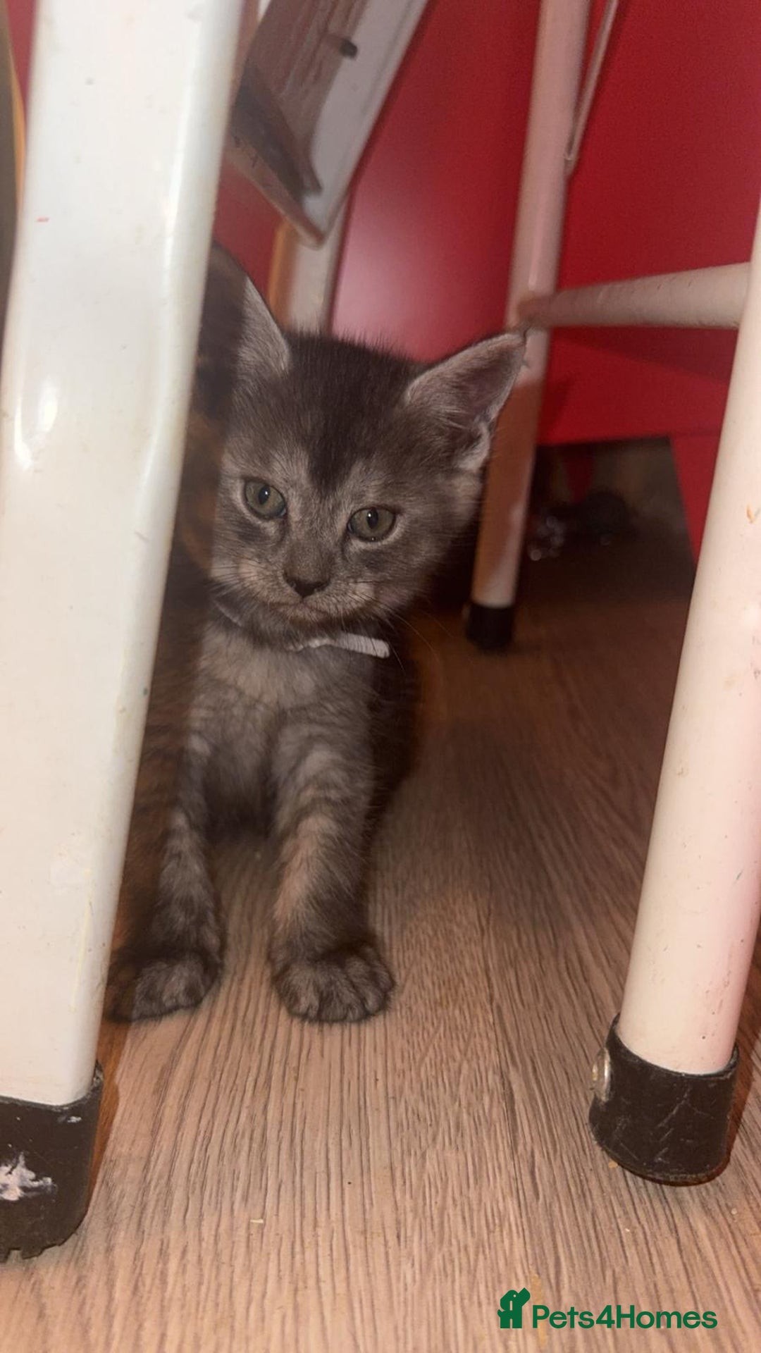 Mixed Breed cats for sale: Mainecoon cross - Advert 18