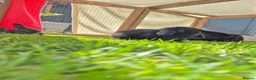 Mini Lop rabbits for sale: Beautiful Mini lop bunnies  - Advert 2