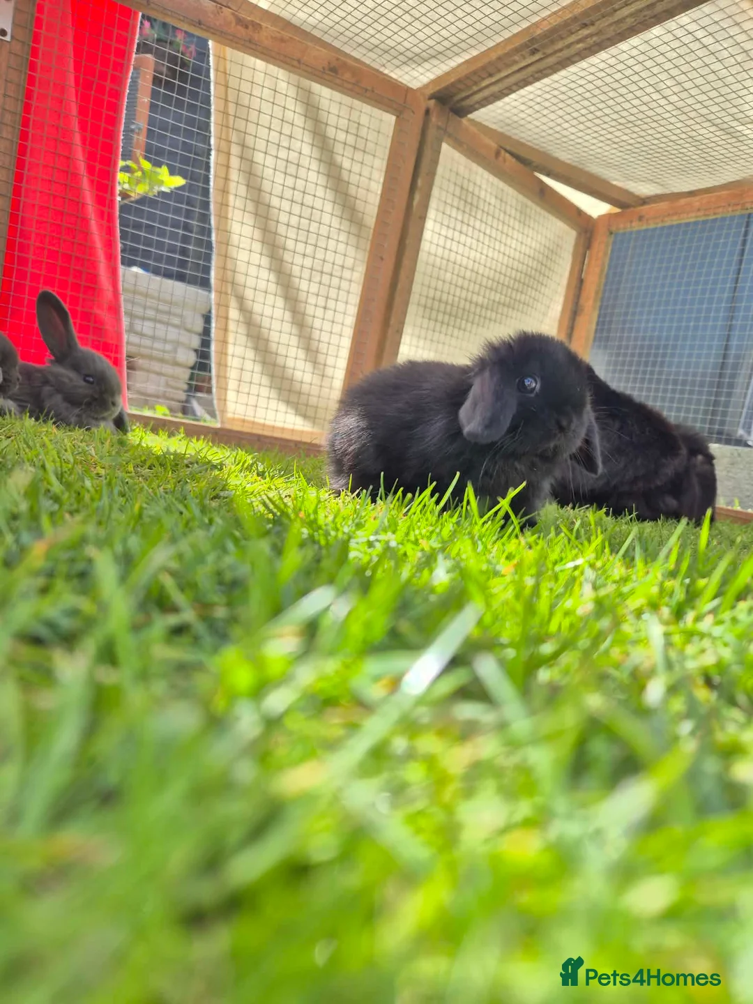 Mini Lop rabbits for sale: Beautiful Mini lop bunnies  - Advert 2