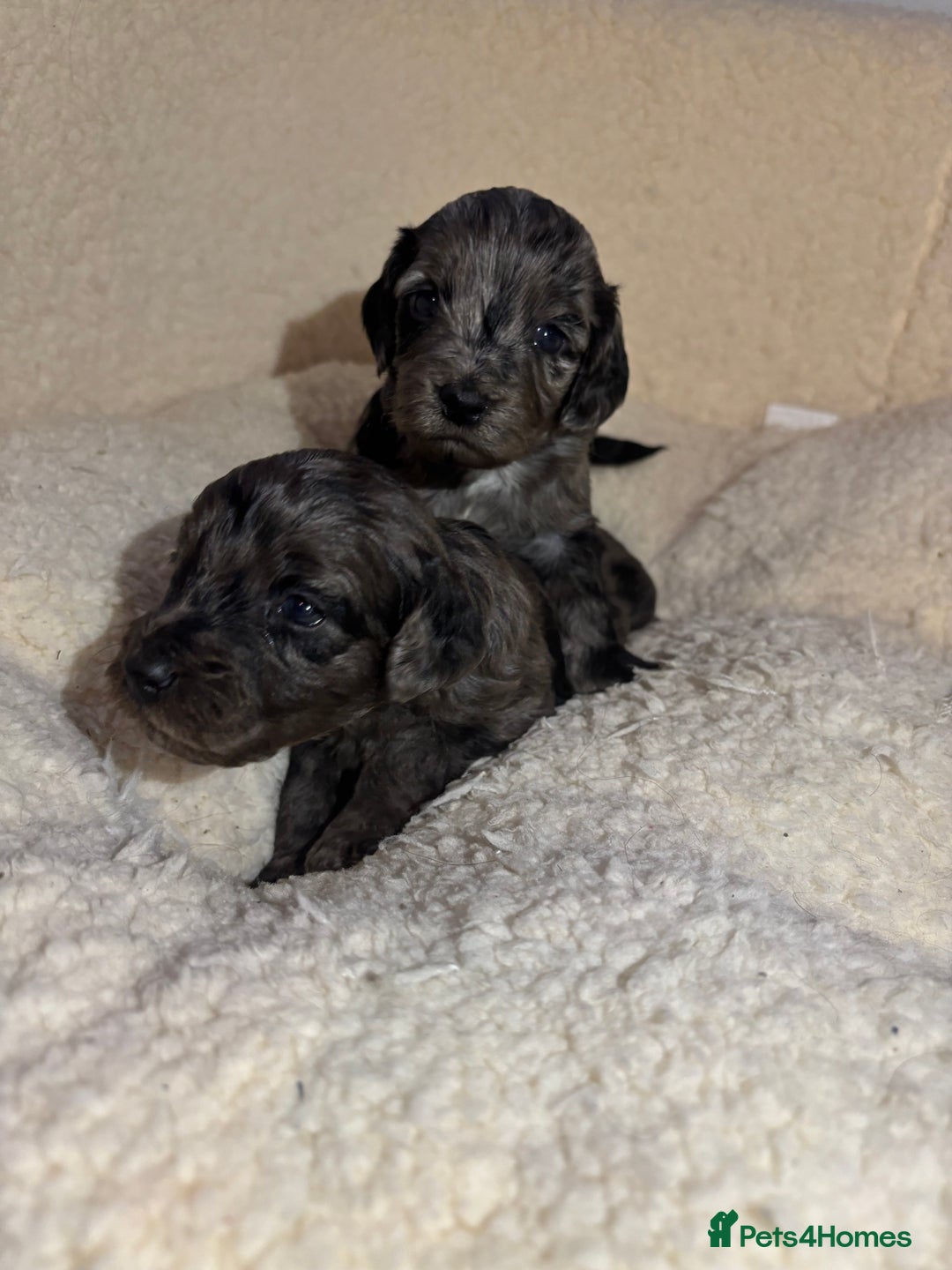 Cockapoo dogs for sale: F1 toy cockapoo’s - Advert 7