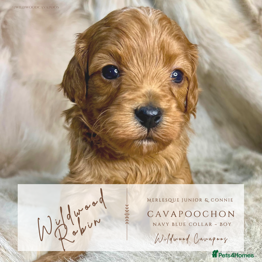 Cavapoochon dogs for sale: 5 ⭐️ LICENSED BREEDER HEALTH TESTED CAVAPOOCHONS - Advert 11