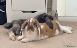 Mini Lop rabbits for sale: Female and male bonded rabbits for sale - Image 1