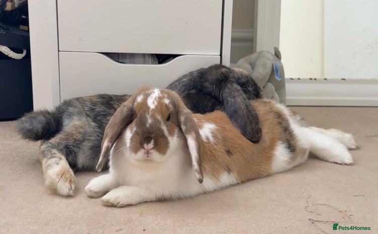 Mini Lop rabbits - Advert 1