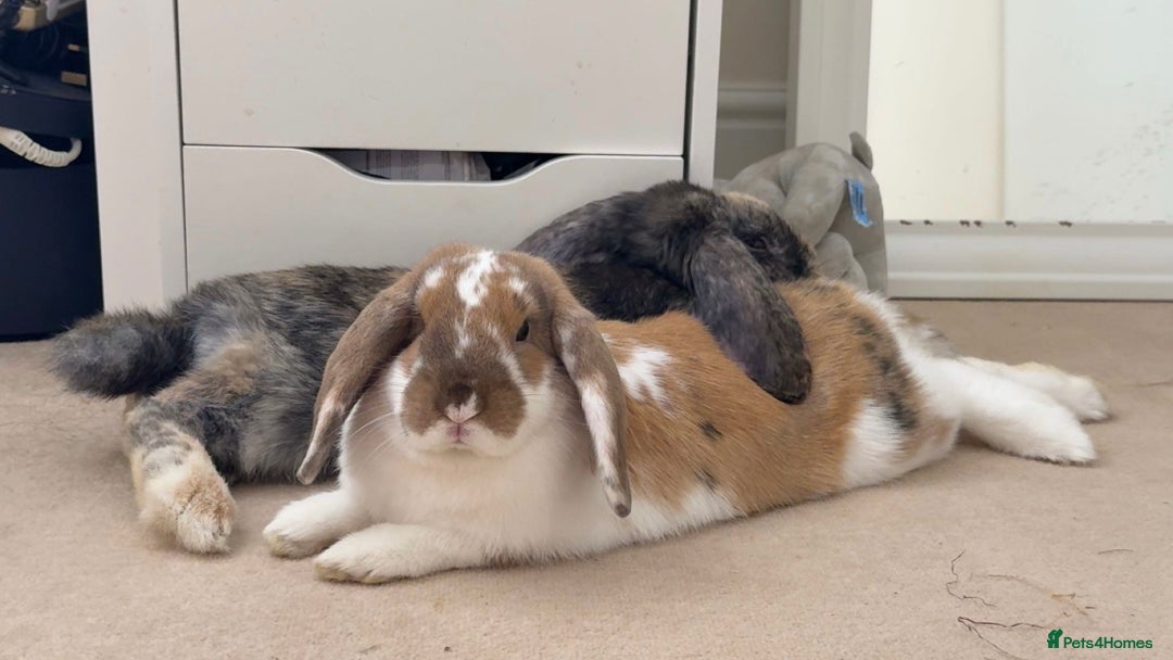 Mini Lop rabbits for sale: Female and male bonded rabbits for sale - Image 1