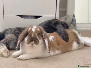 Mini Lop rabbits - Advert 17