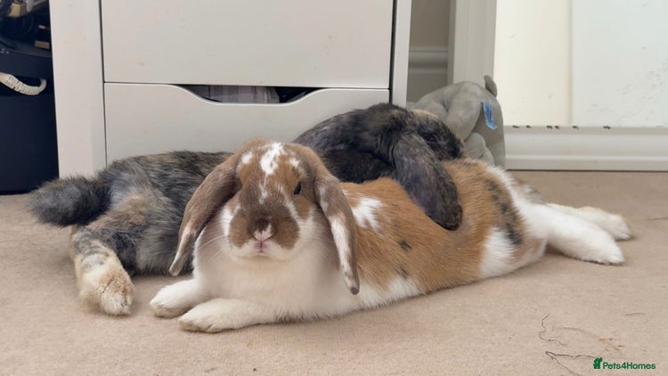 Mini Lop rabbits - Advert 10