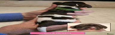 English Springer Spaniel 8