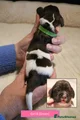 English Springer Spaniel 8