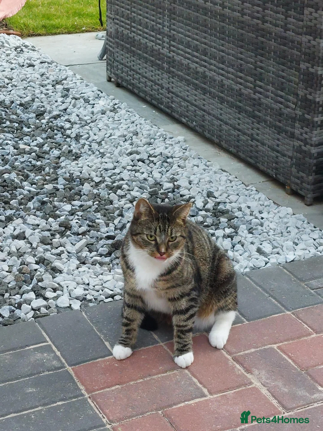 Mixed Breed cats for sale: Tabby male cat - Advert 2