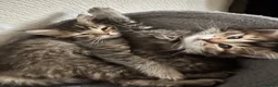 Scottish Fold cats for sale: 5 beautiful Scottish Fold / British Longhair in Westcliff-on-Sea - Advert 19