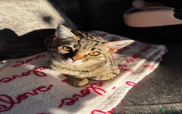 Mixed Breed cats for sale: Female Kitten - For Sale - Image 1