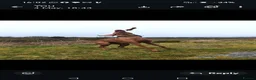 Hungarian Vizsla dogs for sale: Beautiful pedigree Hungarian vizsla litter of 9  - Advert 10