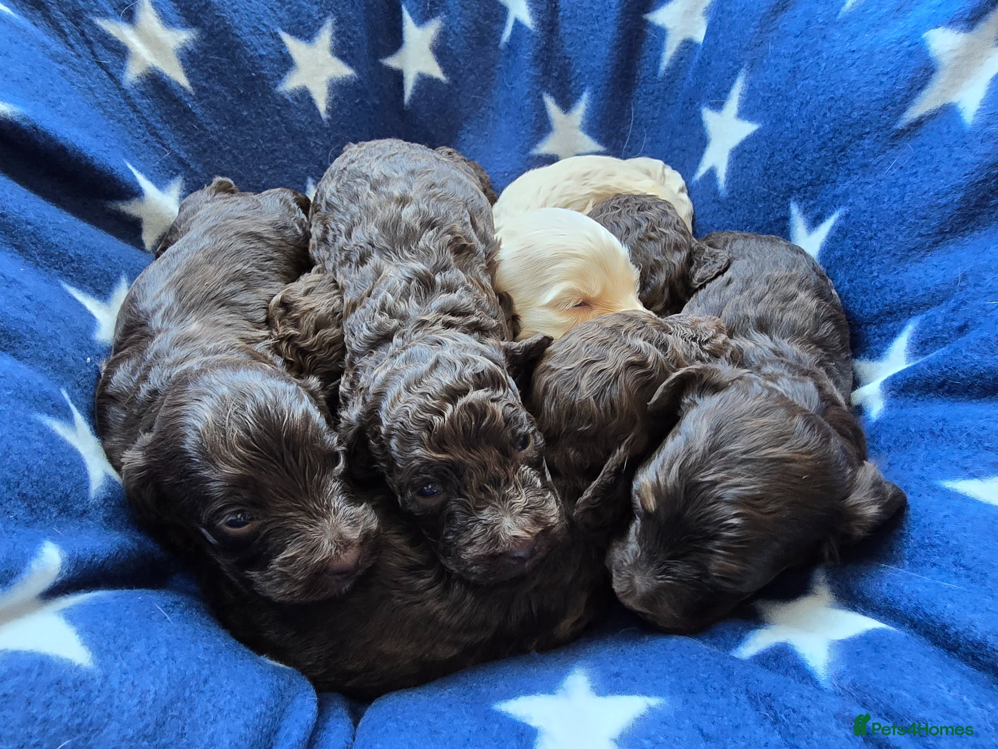 Cavapoo dogs F1b Cavapoos. DNA Health Tested. Licensed Breeder - Advert 7