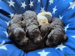 Cavapoo dogs F1b Cavapoos. DNA Health Tested. Licensed Breeder - Advert 7