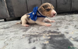 Jack Russell dogs for sale: Beautiful Jack russell puppies for sale  - Image 21