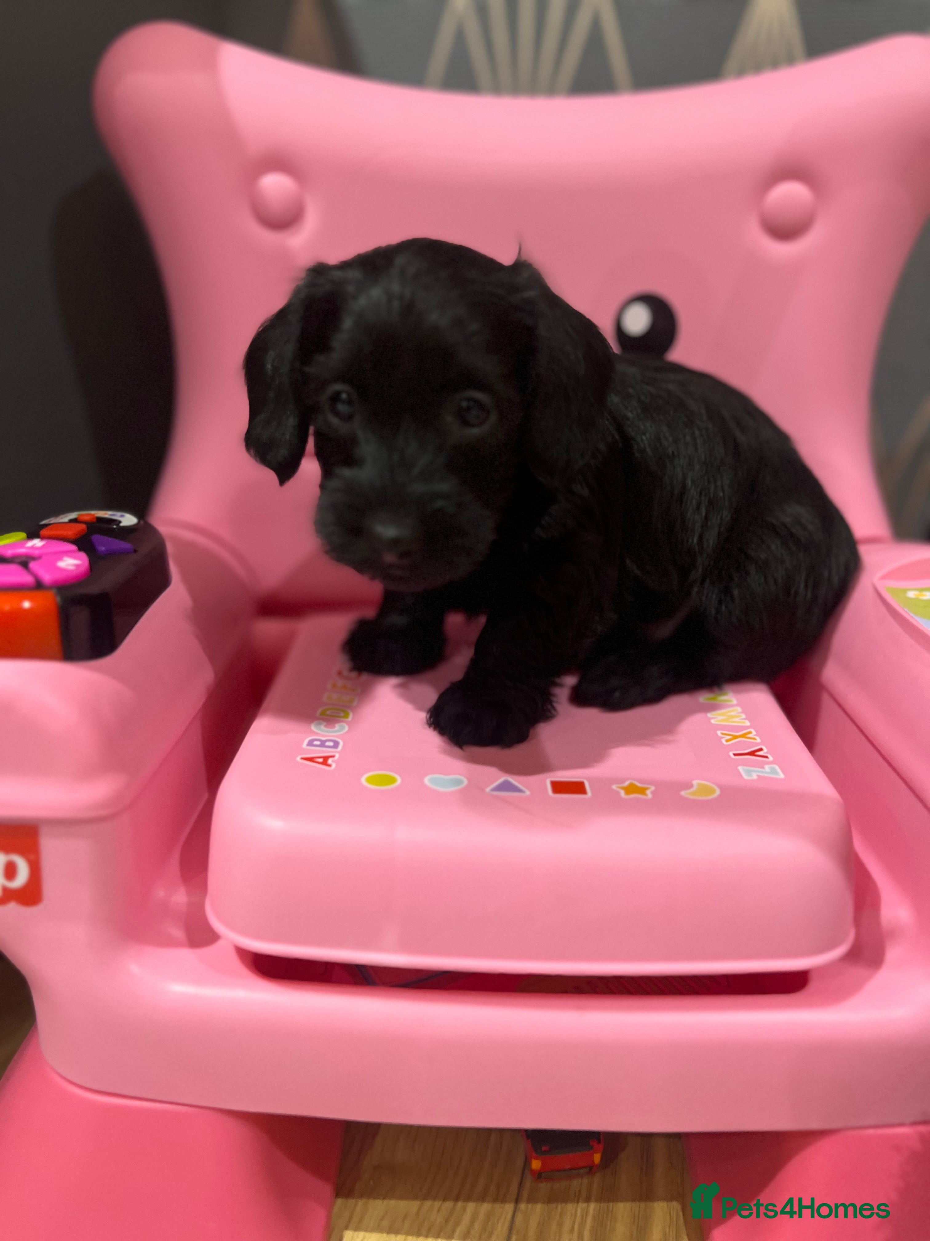 Miniature Dachshund dogs **Exceptionally well Raised Miniature Dachshunds** - Advert 14