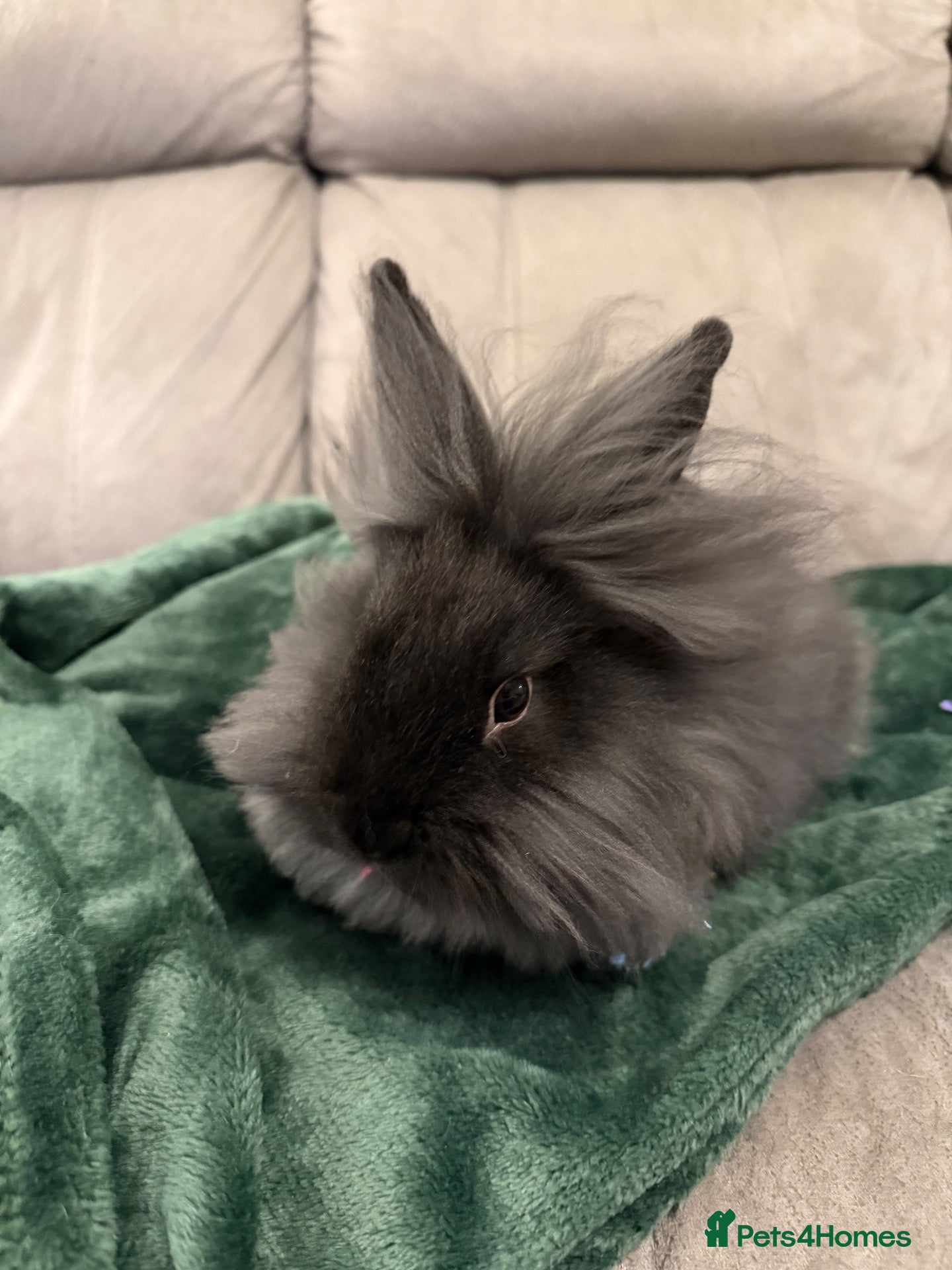 Mixed Breed rabbits Lion Head & Mini Lop  - Advert 1